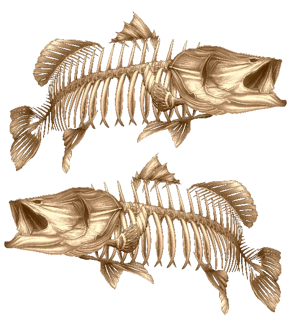 Barramundi Gold 2 - Decal