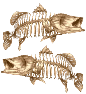 Barramundi Gold 2 - Decal