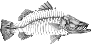 Barramundi Grey 1 - Decal