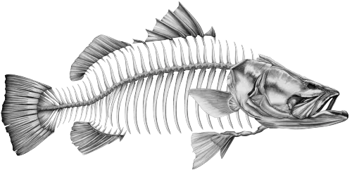 Barramundi Grey 1 - Decal