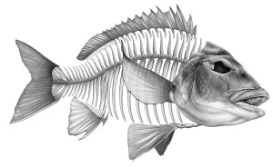 Bream Silver