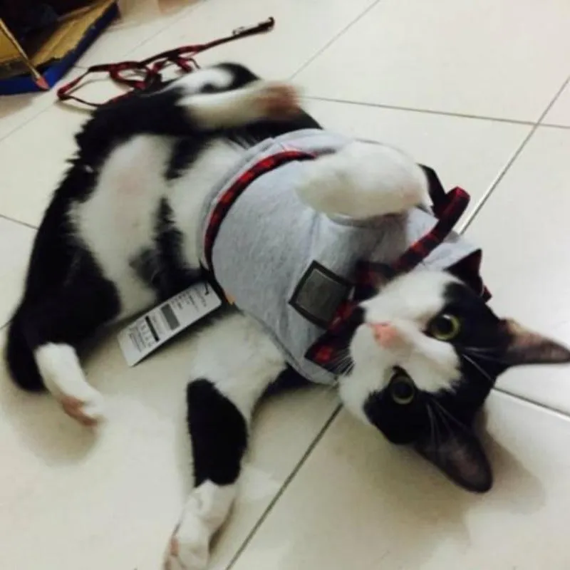 Cat Walking Vest Harness Adjustable Leash Cat Jacket