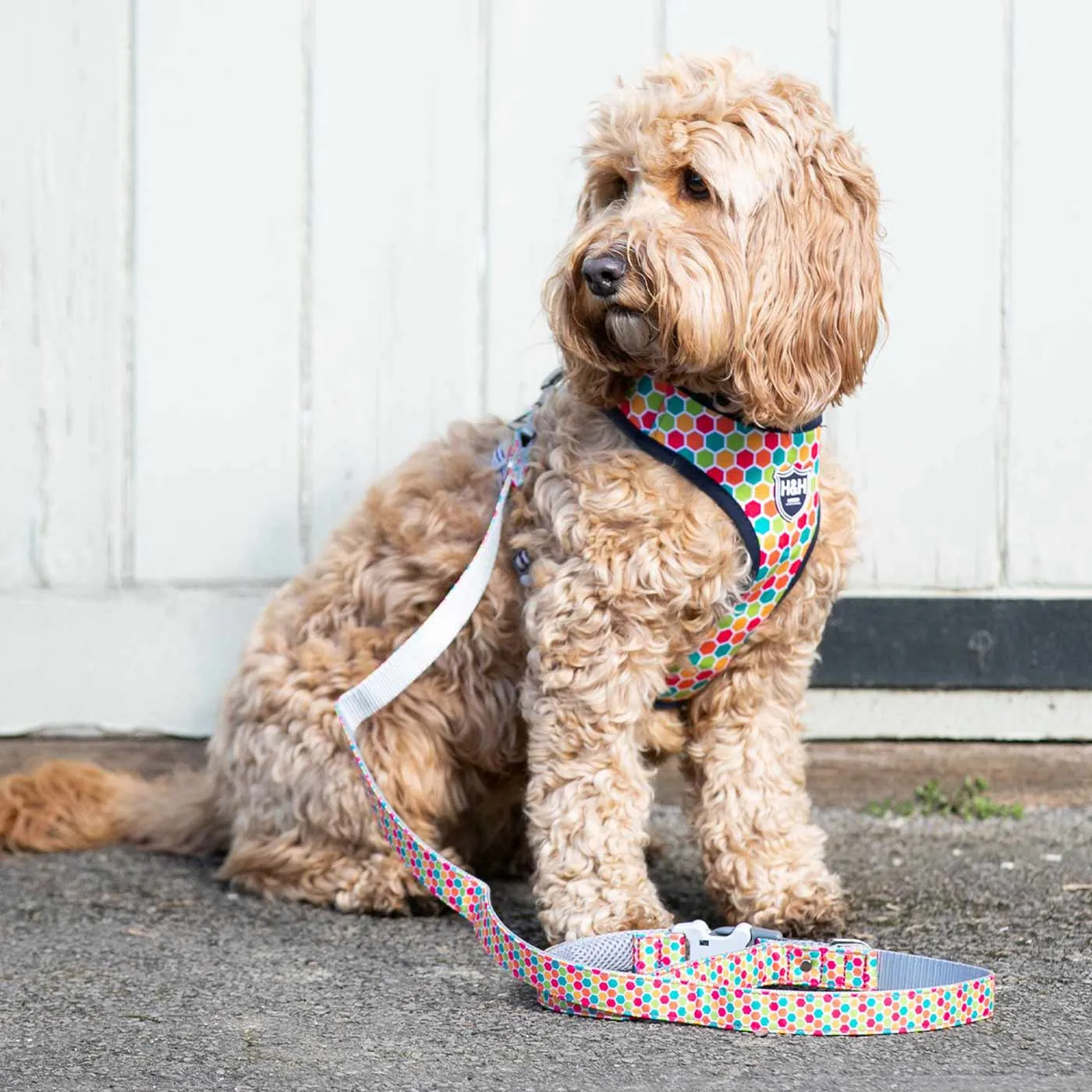 Hugo & Hudson Geometric Lead