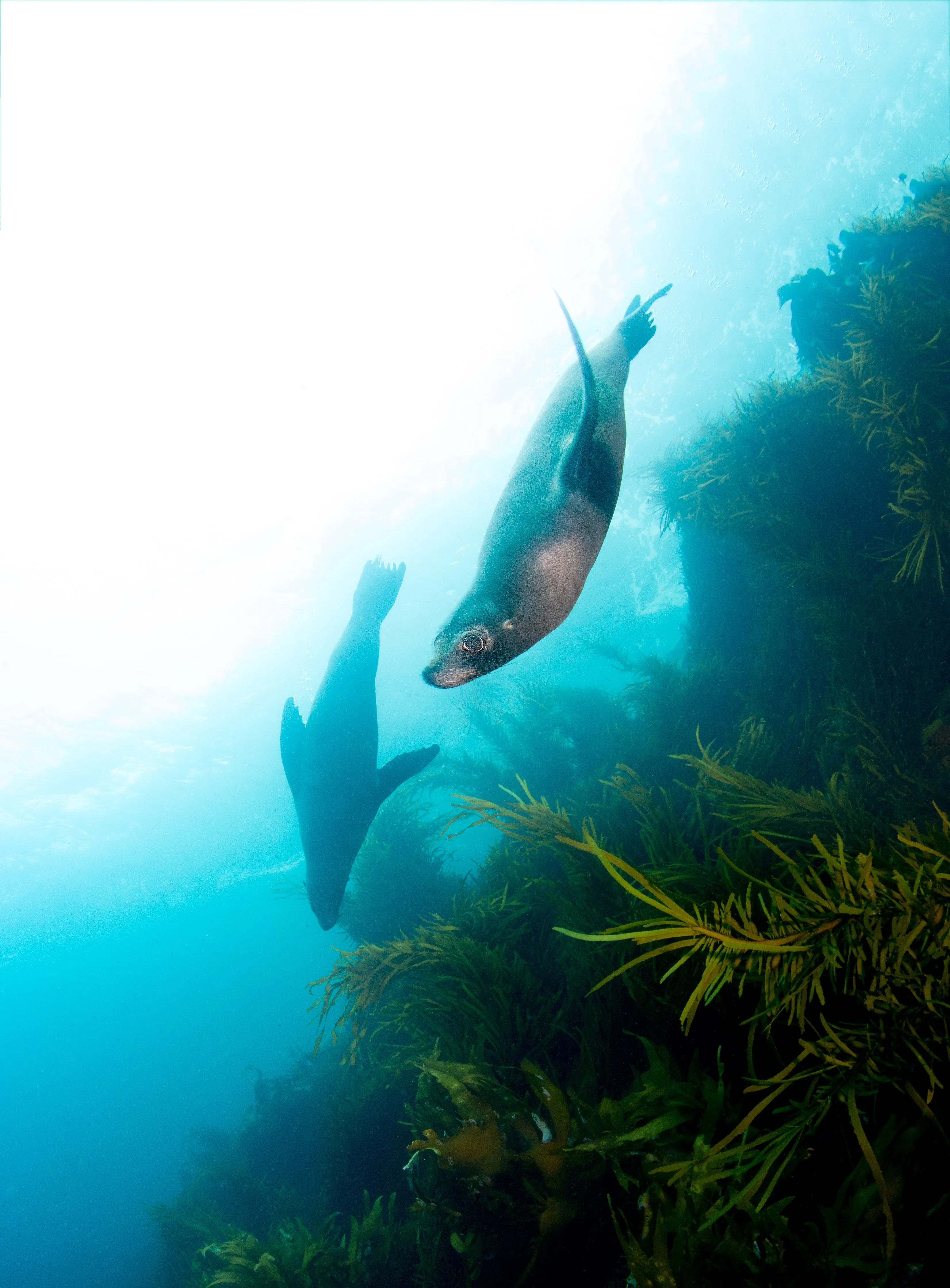 Ile Des Phoques - Dive with the Seals