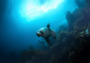 Ile Des Phoques - Dive with the Seals