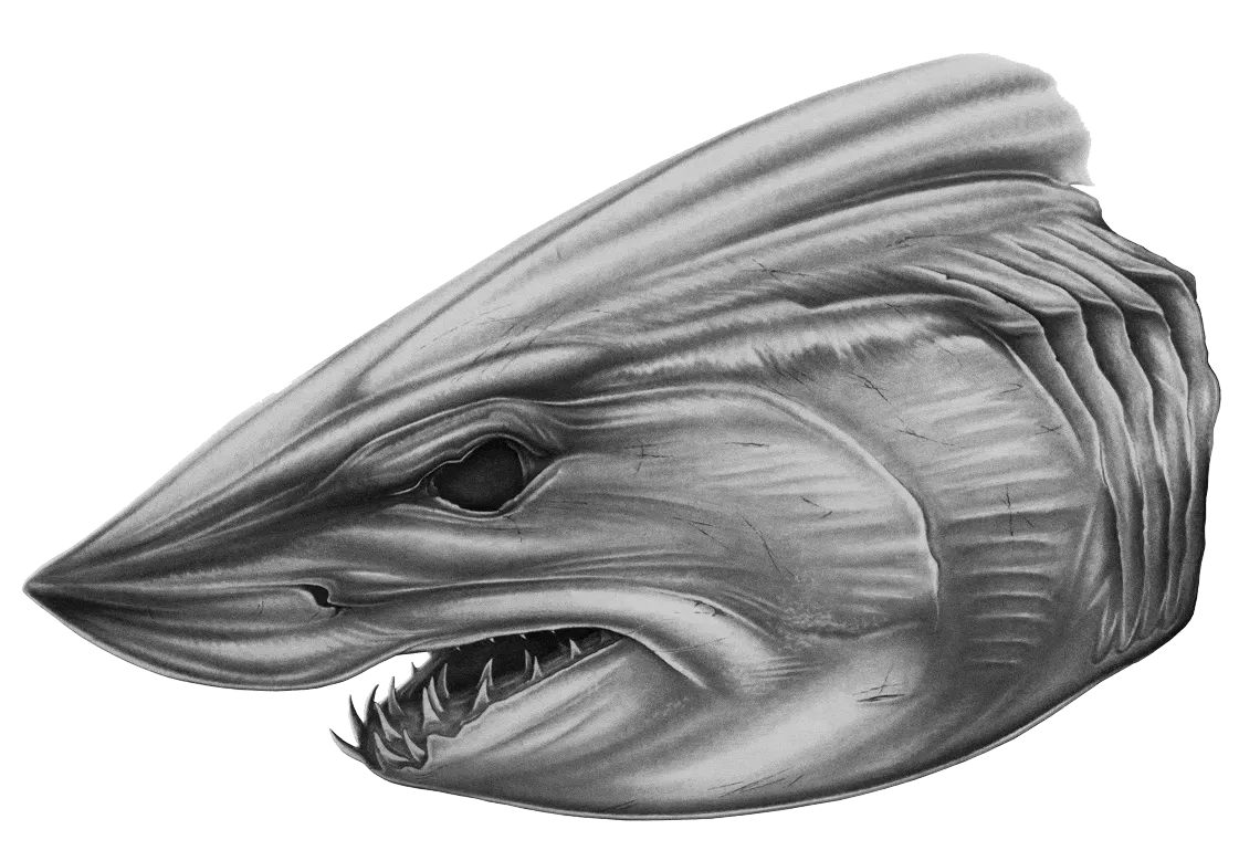 Mako Head Boat Graphic