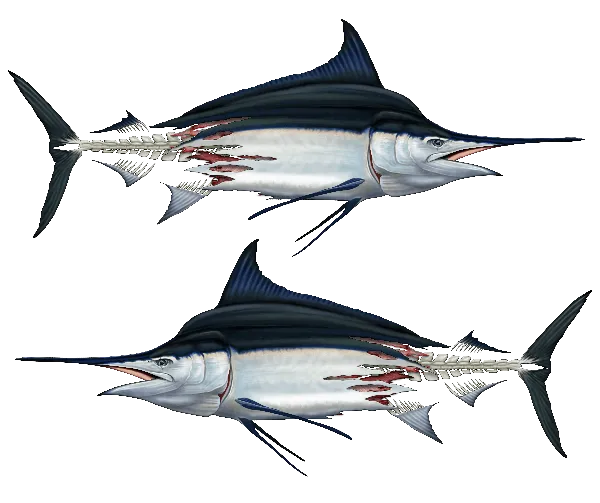 Marlin Decals