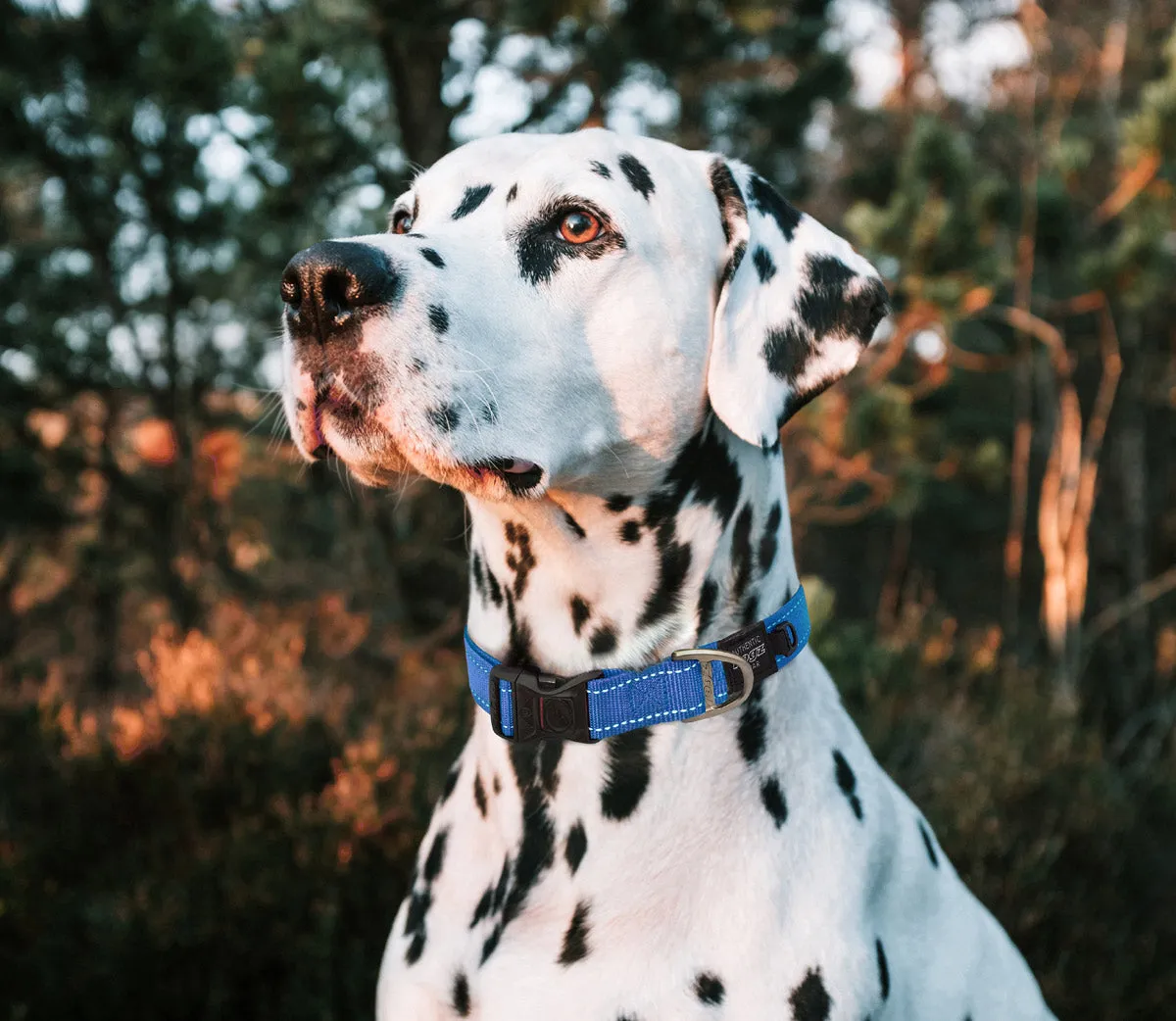 Rogz Classic Reflective Collar Red